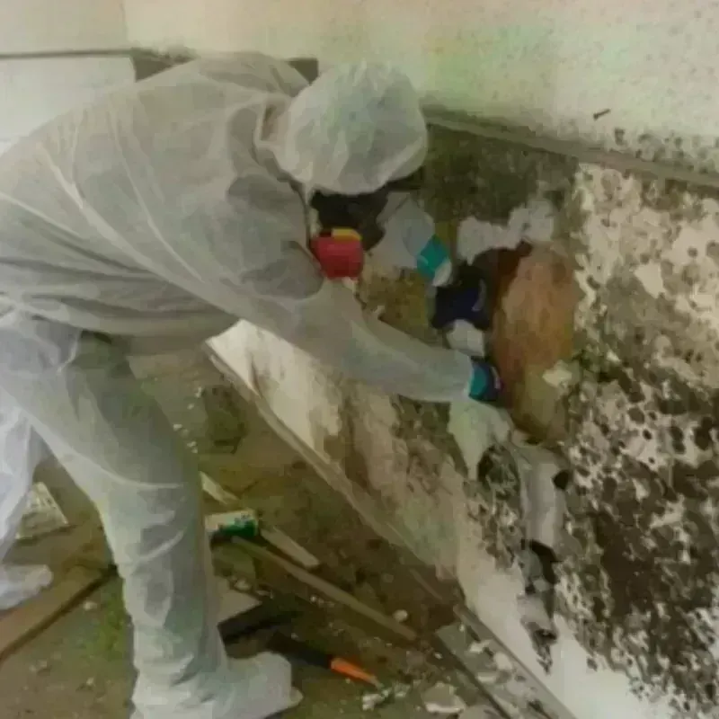 Mold Remediation and Removal in Beverly, NJ